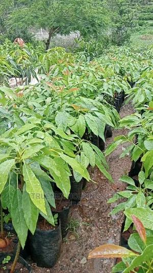 Hass Avacado Seedlings Offer - main view