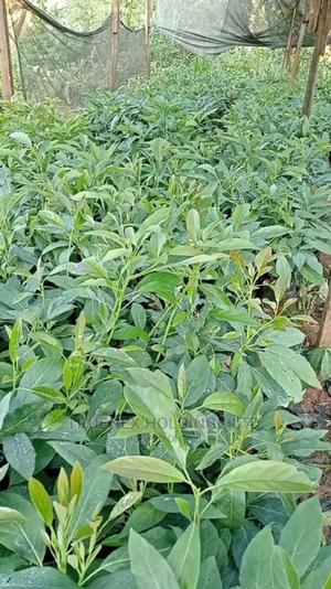 Avacado Seedlings for Farming - main view