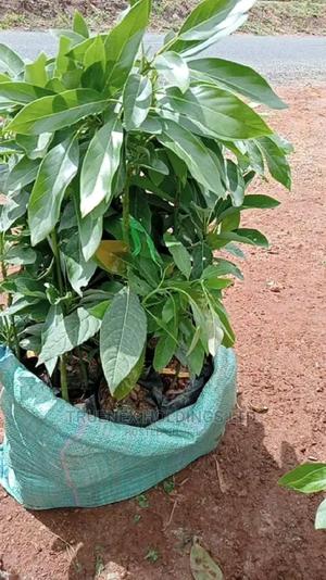 We Sell Avacado Seedlings - main view