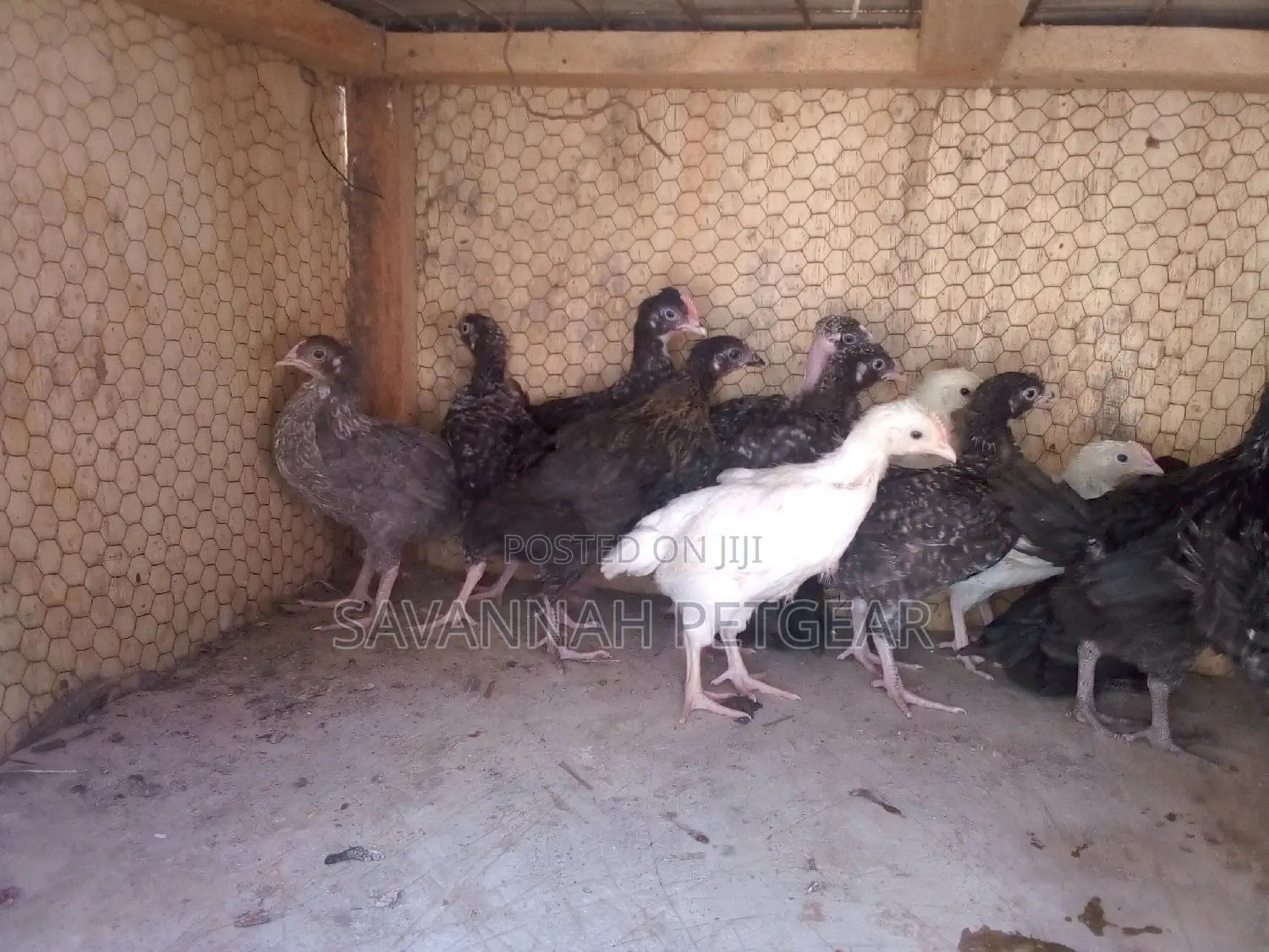 1 Month Old Improved Kienyeji Chicks - F1 Sasso Chicks
