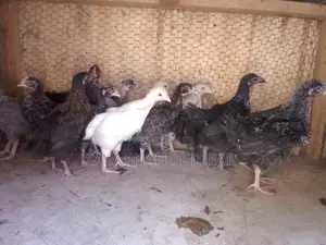 1 Month Old Improved Kienyeji Chicks - F1 Sasso Chicks