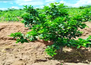 50x100 Plots for Sale in Matuu