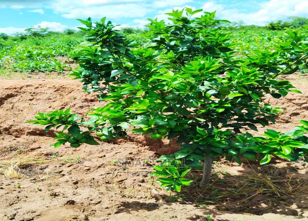 50x100 Plots for Sale in Matuu - thumbnail 4