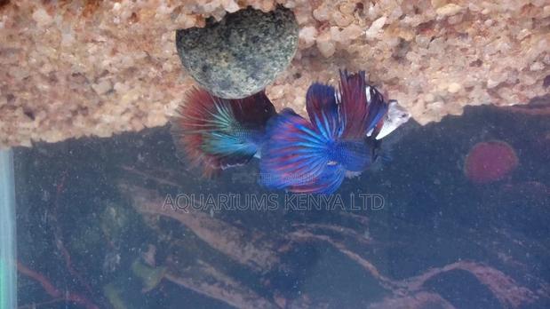 Betta Fish With Wine Glass Aquarium Bowl, Fish Bowl