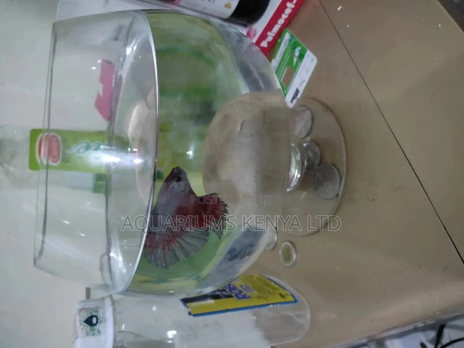 Betta Fish With Wine Glass Aquarium Bowl, Fish Bowl