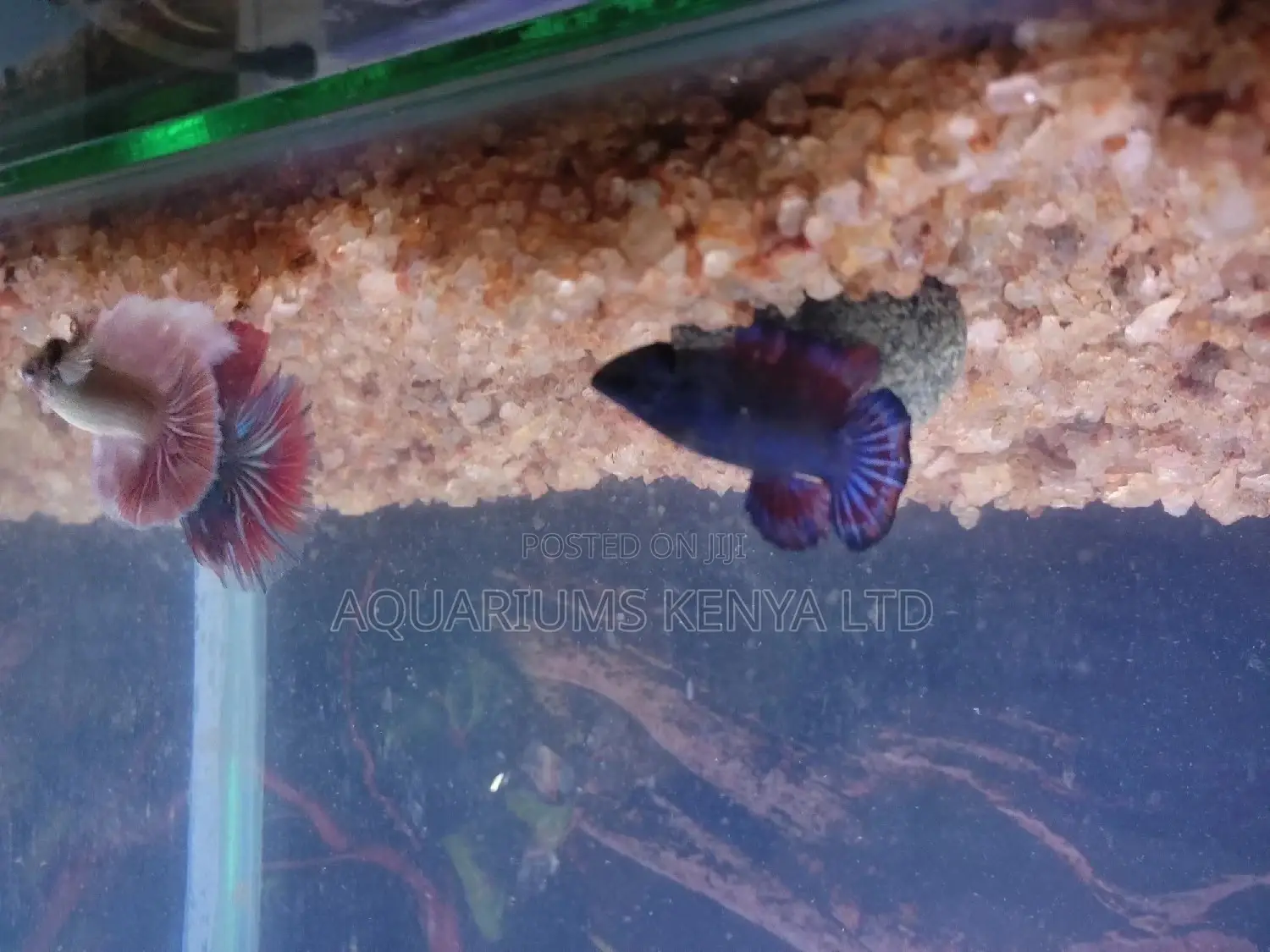 Betta Fish, Plakaat , Bowl Fish , Nano Aquarium Fish