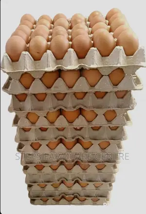 Quality Paper Egg Trays