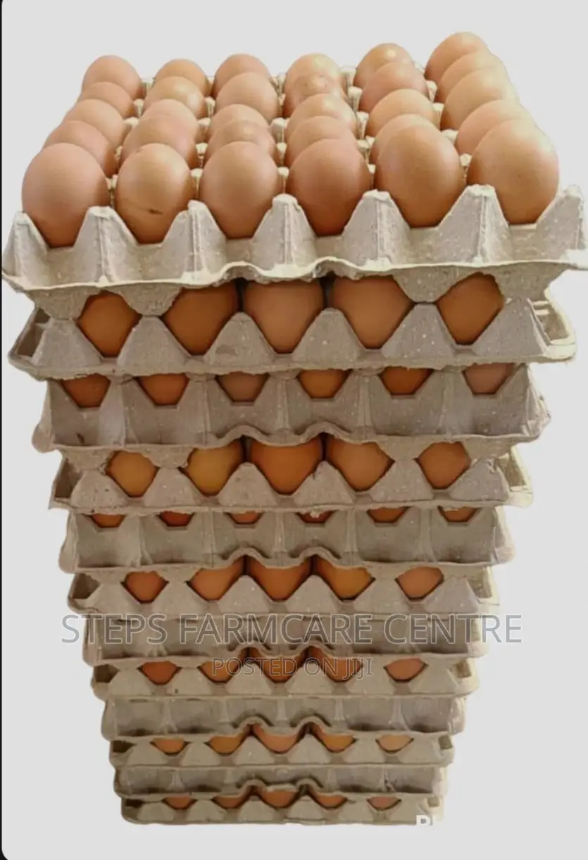 Quality Paper Egg Trays