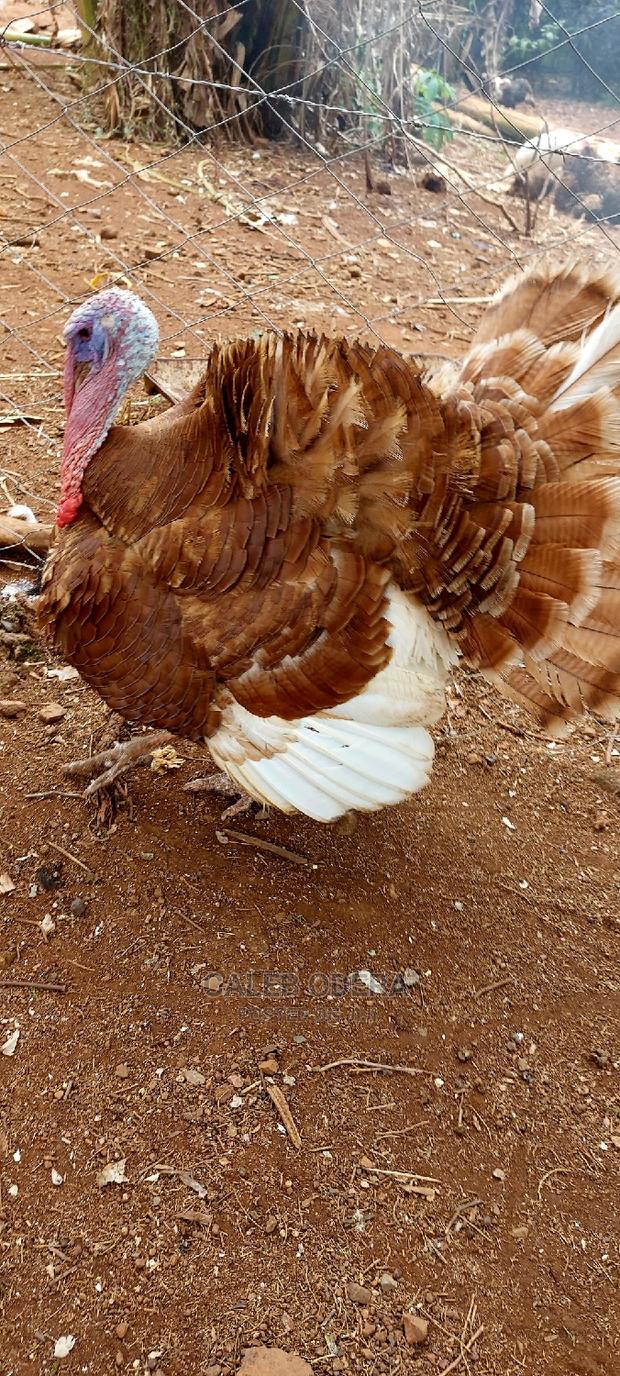 1 Month Turkey Poults Vaccinated