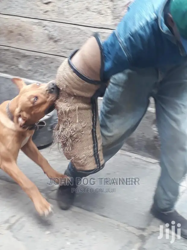Dog Trainer