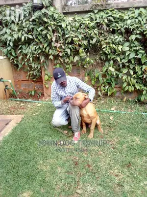 Dog Trainer