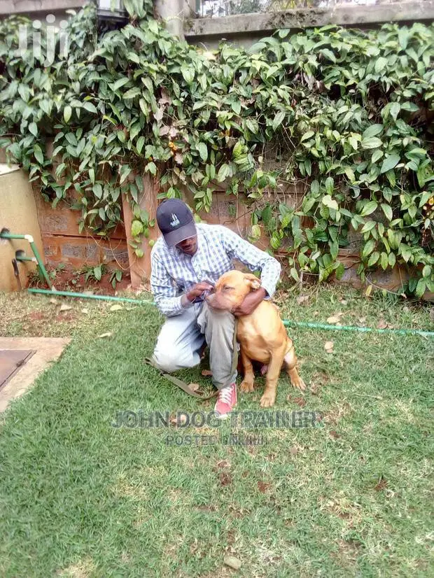 Dog Trainer