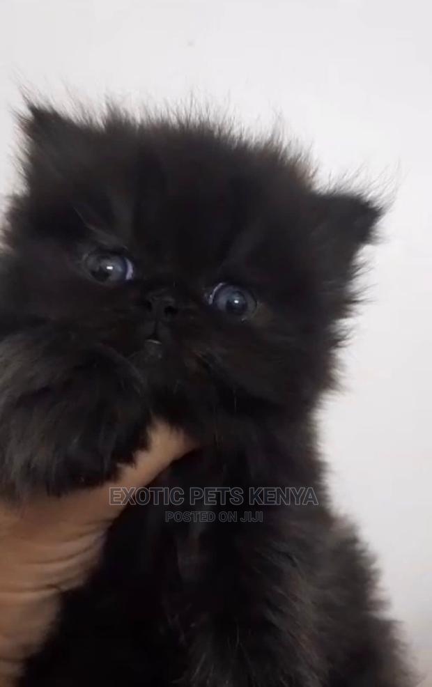 1-3 months Male Purebred Persian - main view