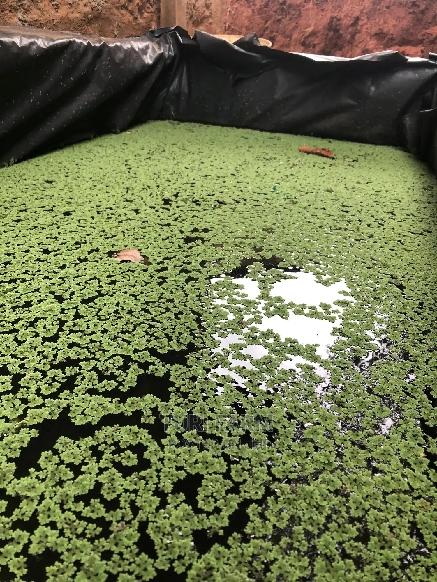 Azolla Seeds