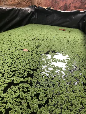 Azolla Seeds