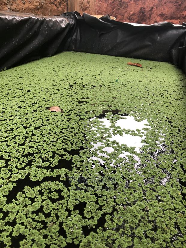 Azolla Seeds - thumbnail 2