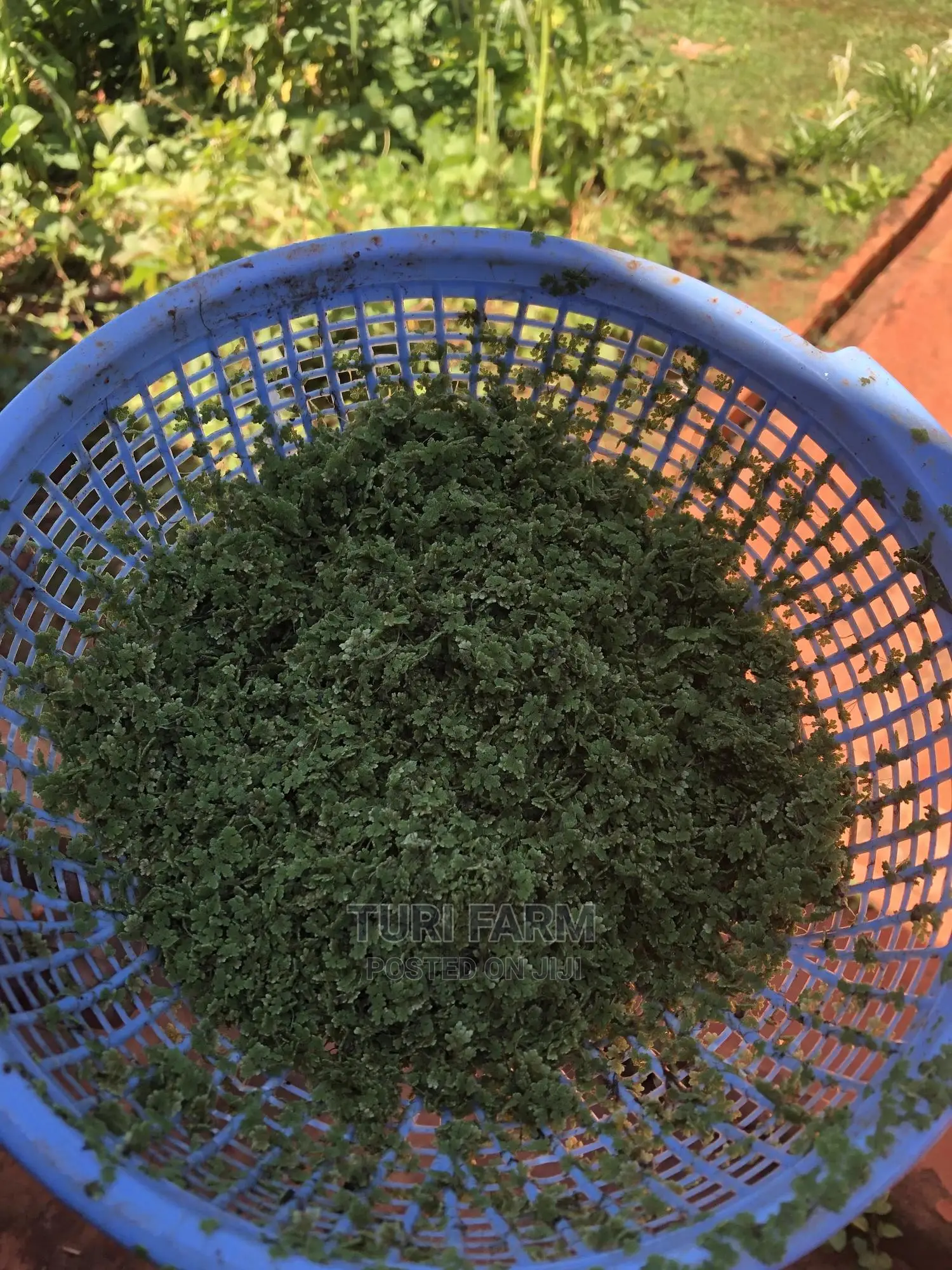 Azolla Seeds