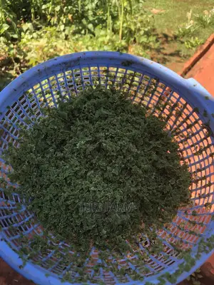 Azolla Seeds