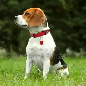 Two-Tone PU Leather Padded Dog Collar