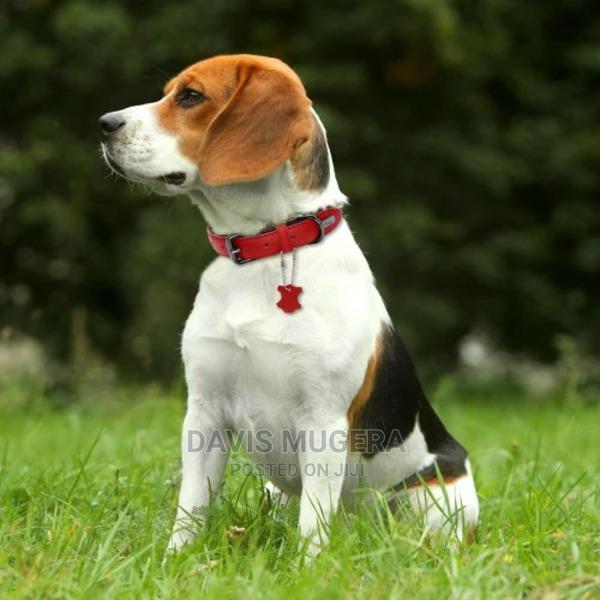 Two-Tone PU Leather Padded Dog Collar - thumbnail 4