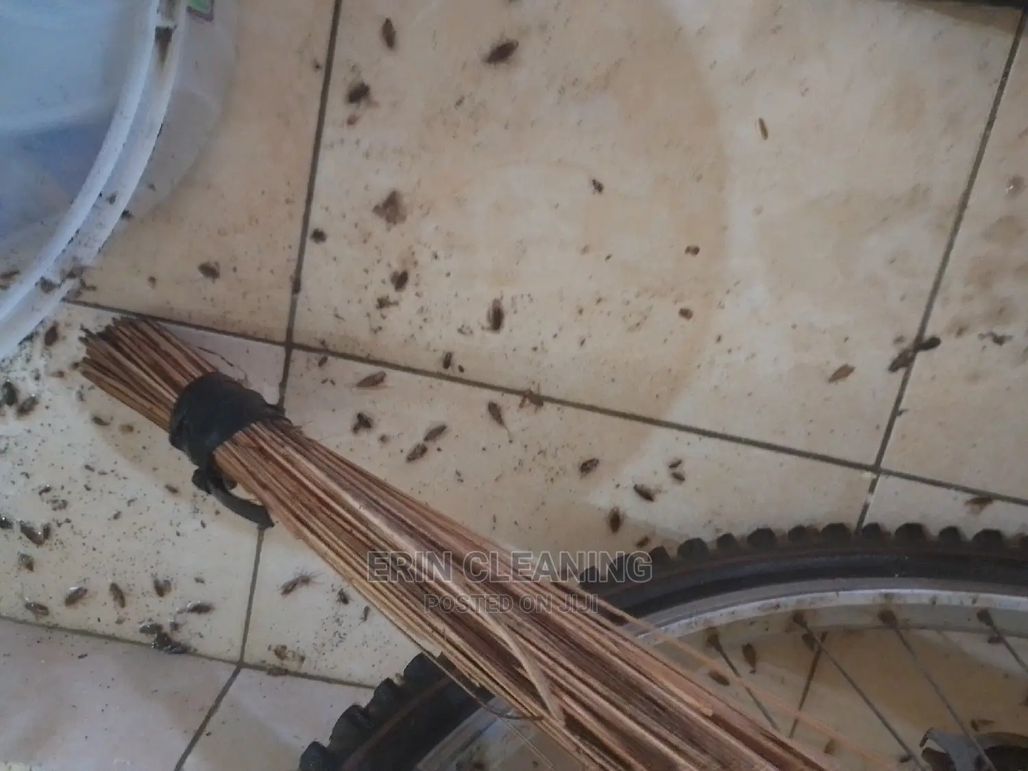 Bedbugs Cockroaches Pest Control Services