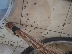 Bedbugs Cockroaches Pest Control Services