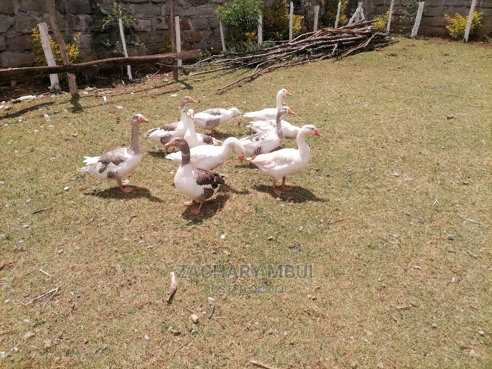 Mature Goose, White in Color