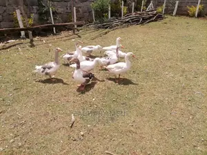 Mature Goose, White in Color