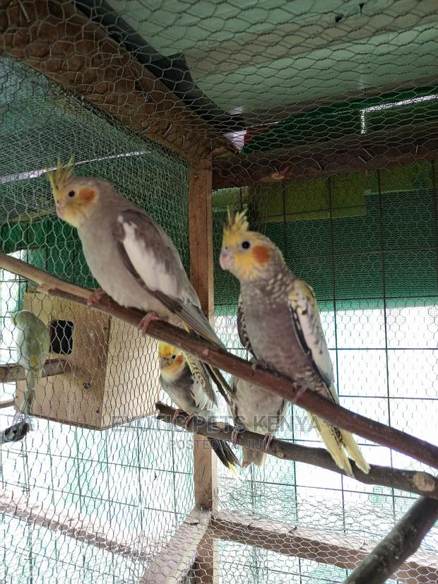 Young Cockatiels - main view