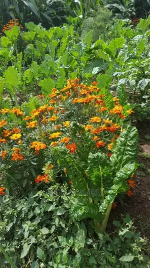 Marigold Flowers