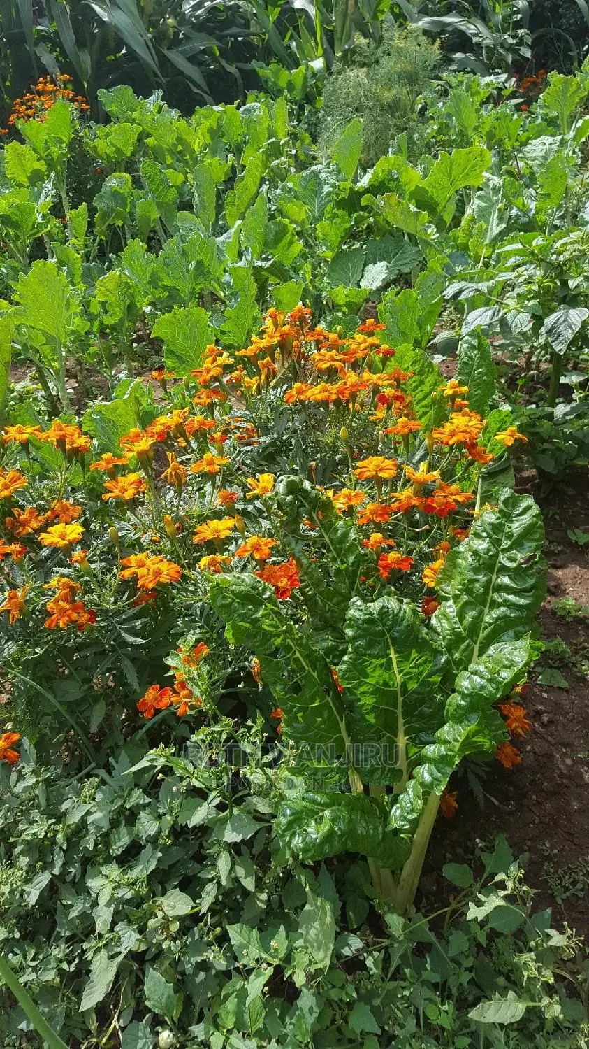 Marigold Flowers