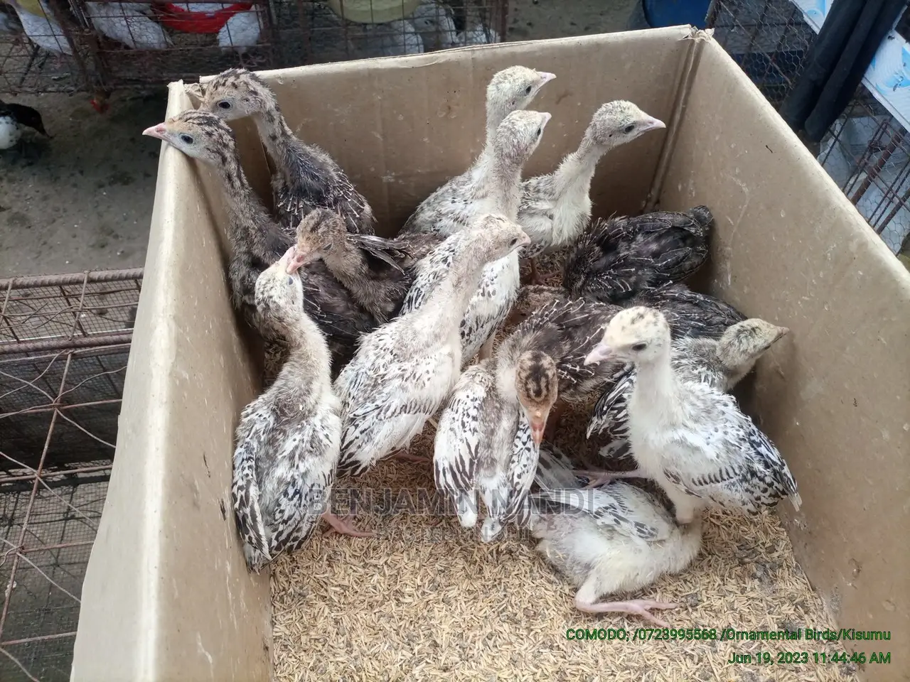 Healthy 3 Months Old POULT PAIR.