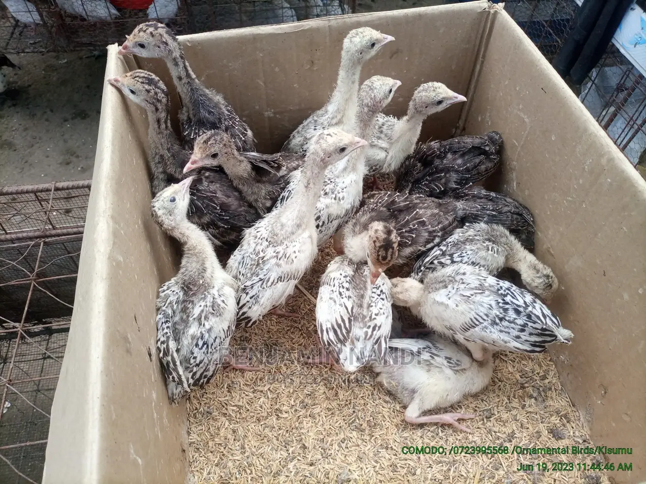 Healthy 3 Months Old POULT PAIR.