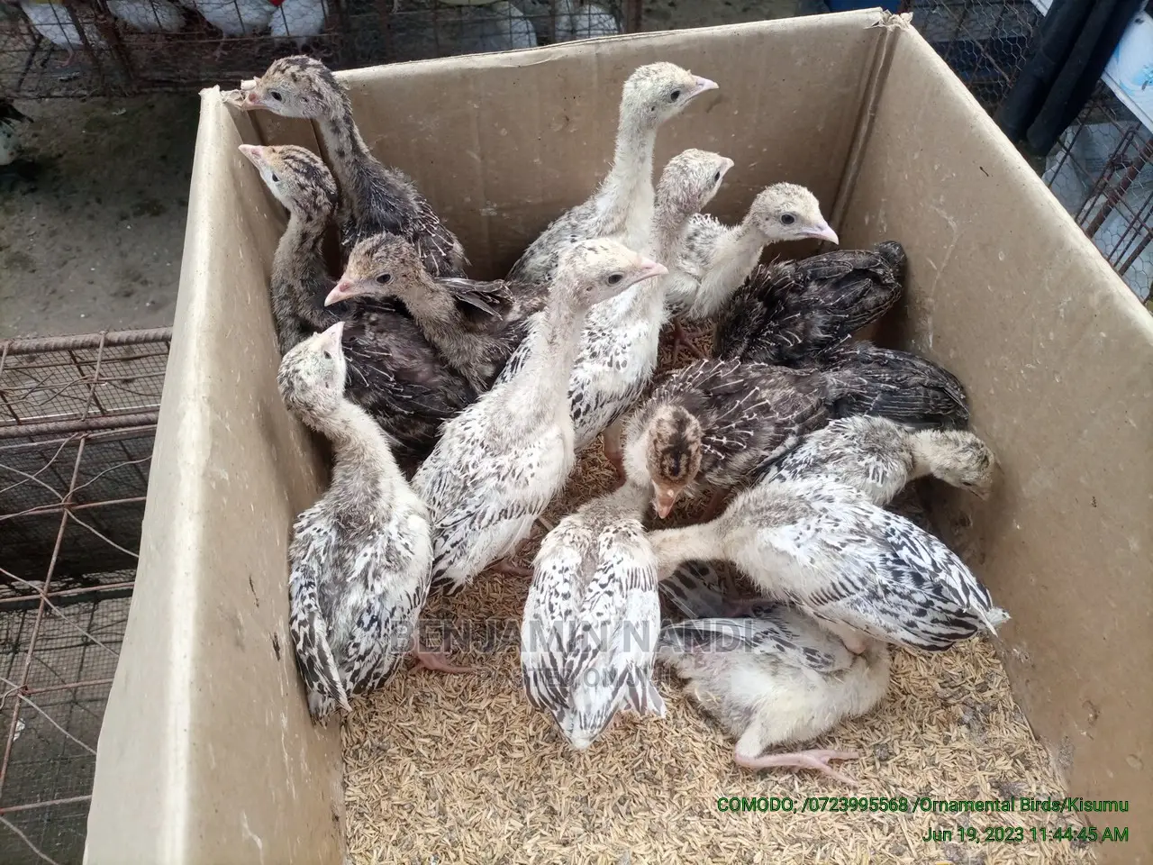 Healthy 3 Months Old POULT PAIR.