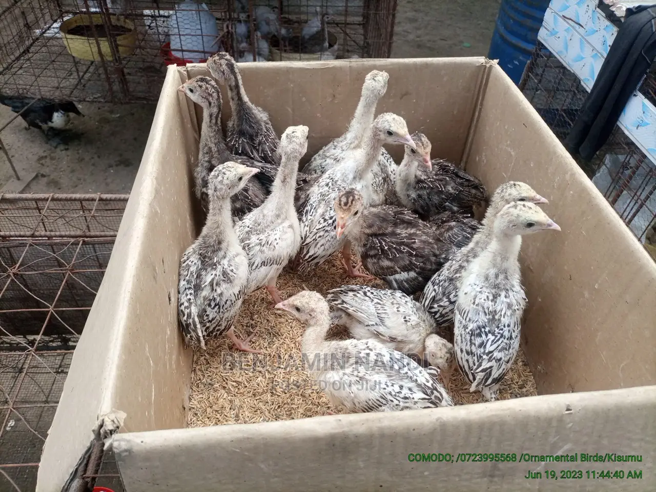 Healthy 3 Months Old POULT PAIR.