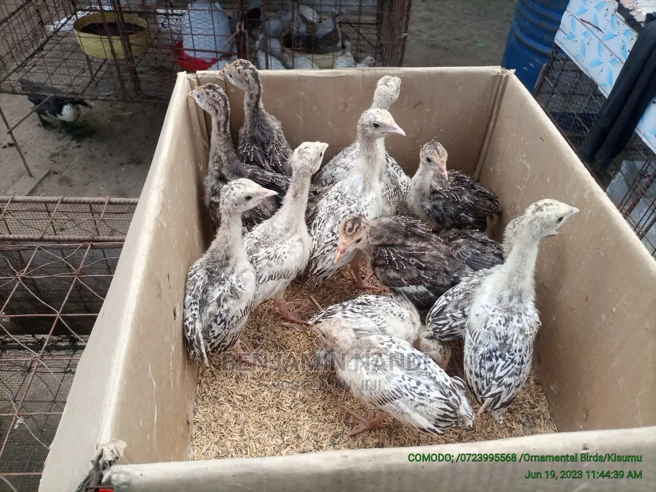Healthy 3 Months Old POULT PAIR.