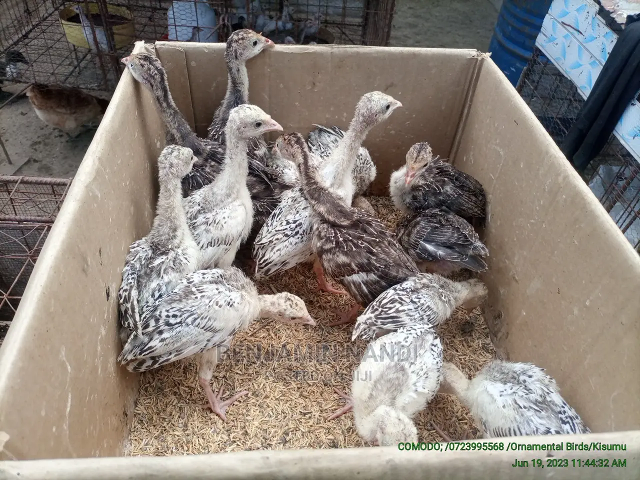 Healthy 3 Months Old POULT PAIR.