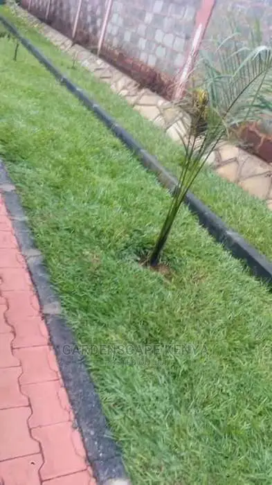Paspalum Grass
