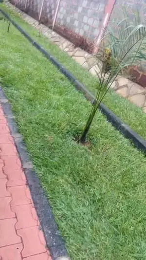 Paspalum Grass