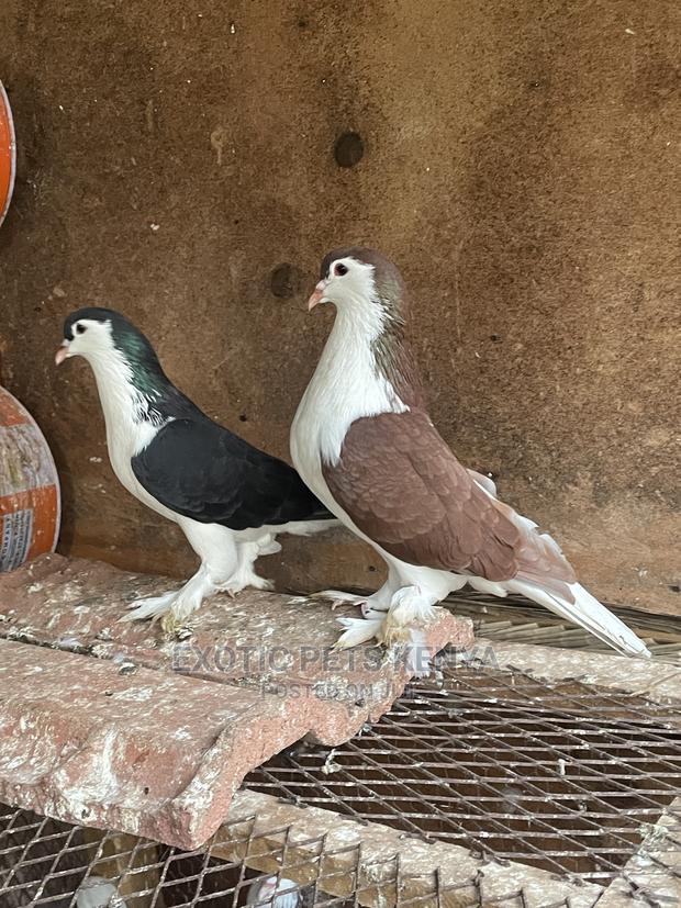 Black and Brown Lahore Pair - thumbnail 3