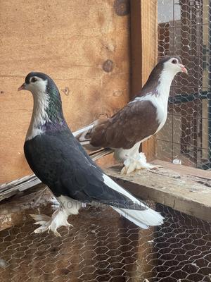 Black and Brown Lahore Pair - thumbnail 2