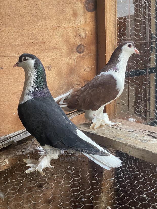 Black and Brown Lahore Pair - main view