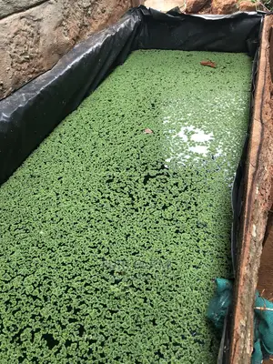 Azolla Seeds