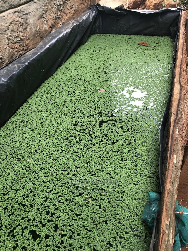 Azolla Seeds - thumbnail 4