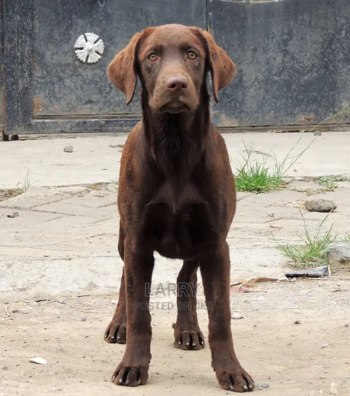 1-3 months Female Purebred Labrador Retriever