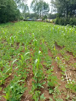 1/8 Plot Kipkorgot Ideal for Residential Touching Tarmac