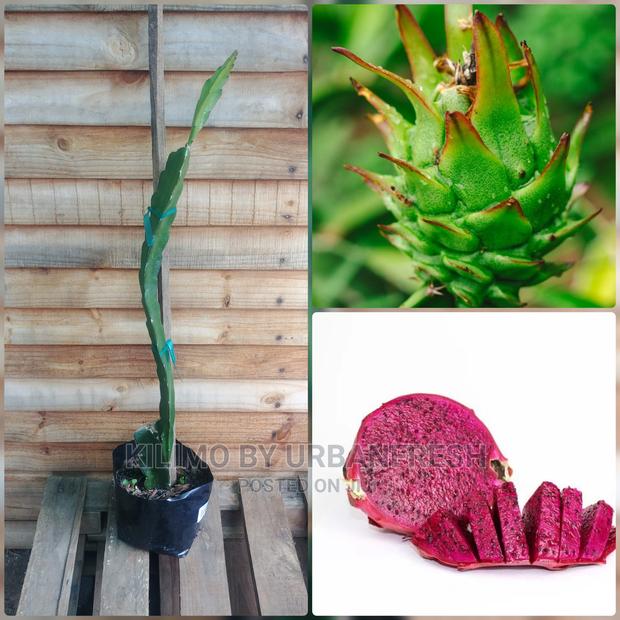 Dragon Fruit Seedling Moq 5 - main view