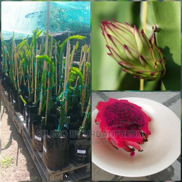 Dragon Fruit Seedling Moq 5 - thumbnail 3