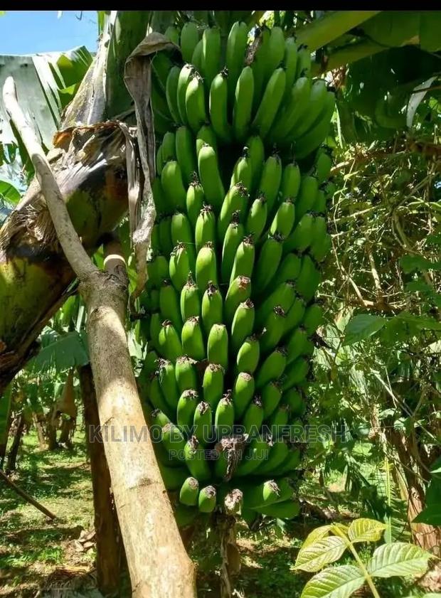 Banana TC Cooking - main view