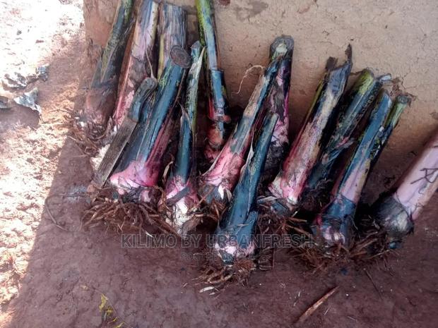 Banana TC Cooking - thumbnail 3